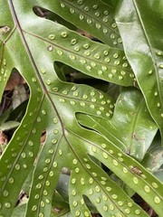 3 HAWAII Laua’e Fern Starter Microsorum scolopendria Monarch Fragrant Lei Ferns