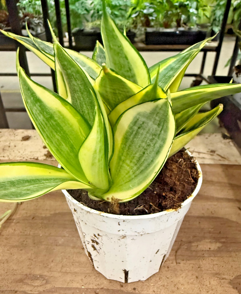 4″ Golden Snake Plant Live – Sansevieria – Easy Care Indoor Houseplant