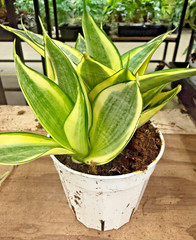 4″ Golden Snake Plant Live – Sansevieria – Easy Care Indoor Houseplant