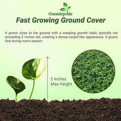1 LB Dichondra Seed For Planting – Dichondra Repens Ground Cover Seeds