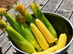 Honey Select Triple Sweet Corn Seeds | AAS Winner Untreated Yellow SY Seed 2024