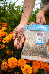 3000 Live Ladybugs – (2 X 1500 Live Ladybugs) – Guaranteed Live Delivery!