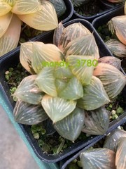 Haworthia Obtusa Hybrid varigated Succulent plants potted Plants 7-8CM