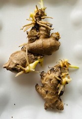 4-5 Sprouted Organic Ginger Roots Heirloom Curcuma Longa Rhizomes Root,Herb