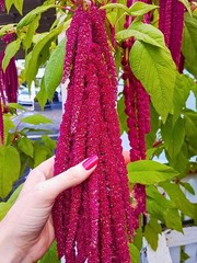 4000 Love Lies Bleeding Amaranth Seeds Organic Heirloom Non-GMO- With Bonus!