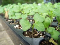 Broccoli Seeds for Sprouting — Kosher, Raw, Vegan — by Food to Live