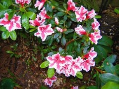 ~~MARDI GRAS~~Azalea Rhododendron Deciduous Starter Plant~~RED & WHITE BI-COLOR~