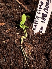 40+ Kaffir Lime Seeds Harvested 9/2025 Always Fresh And New Seeds มะกรูด