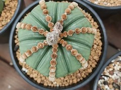 8cm Rare Plant Cacti Astrophytum Asterias ‘Ooibo’ WYSIWYG Own Root Garden Sale