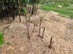 (6) Black Bamboo Rhizomes – Cold-Hardy, Evergreen – Privacy Screen, Fast-Growing