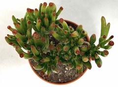 Gollum Jade Crassula Green/Red Broadleaf 5” Potted, Indoor Outdoor Full Sun in