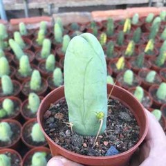 8CM Succulent Cactus Plant Eulychnia Castanea Male Sexy Cactaceae Home Garden