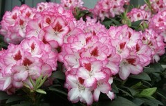 Cherry Cheesecake Rhododendron~Well Rooted Starter Plant