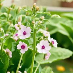 Marshmallow Herb Plant 25 Seeds Heirloom Non-GMO