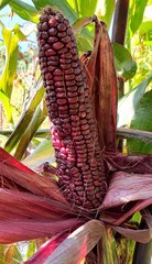 Double Red Sweet Corn Seeds | Purple Husk Stalk Indian Ornamental Dent Seed 2024