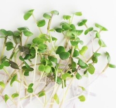 ORGANIC ARUGULA SEEDS -Microgreens, NON-GMO- 1200 Seeds