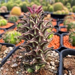 1Pieces 6-8cm Cactis Live ’Monadenium guentheri Caudex Cactis Garden Rare