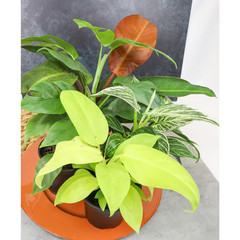 4.25 In. Philodendron Assortment (4-Pack)
