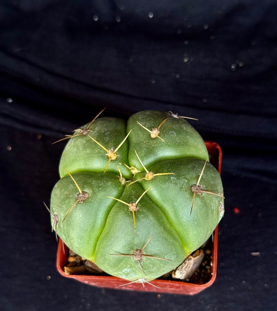 Gymnocalycium horstii, cactus plant