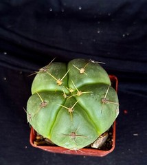 Gymnocalycium horstii, cactus plant