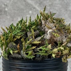 8CM Succulent Cactus Plant Euphorbia Cylindrifolia Cristata Cactaceae Beautiful