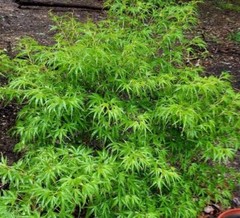 Kamagata Dwarf Japanese Maple Tree – Live Plant – ( 2.5 QT )
