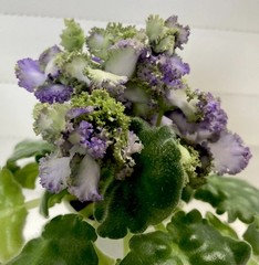 African Violet PLANT ~ AV-LYAGUSHONOK (Little frog) Starter Very Rare