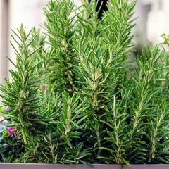 Rosemary Seeds, NON-GMO, Heirloom 50 seeds Free Shipping!