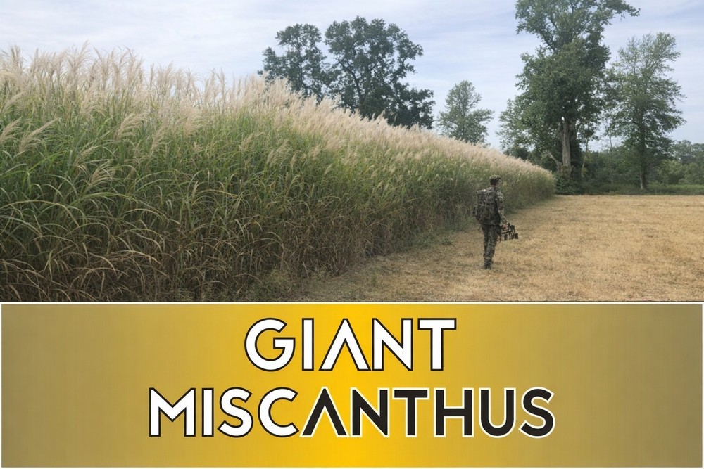 Real World Giant Miscanthus Wildlife Screen – 100 Rhizomes