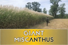Real World Giant Miscanthus Wildlife Screen – 100 Rhizomes