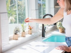 Teal Blue Tillandsia Air Plants – Colorful, Easy Care Live Home & Garden Decor