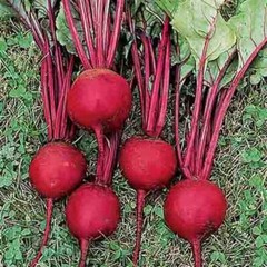 Ruby Queen Beet Seeds 200 Ct Vegetable Garden NON-GMO USA SELLER FREE SHIPPING