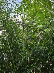 Madake Bamboo Rhizomes 1–12 Pack (Phyllostachys bambusoides) • Fast-Growing