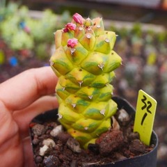8CM Succulent Cactus Plant Monadenium Ritchiei Nyambense Variegated Cactaceae