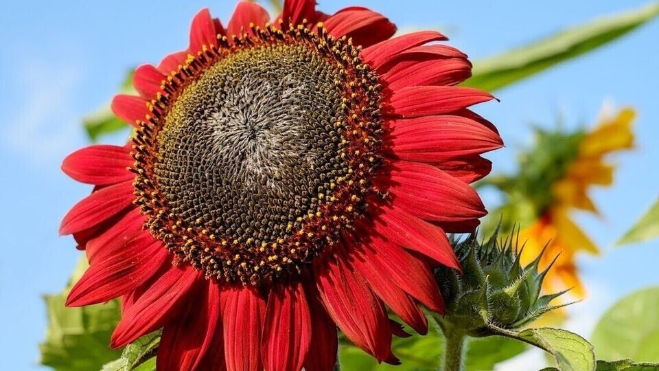 10+ RED SUN SUNFLOWER SEEDS — Heirloom — NON GMO — FRESH — RARE