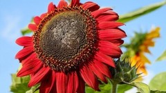 10+ RED SUN SUNFLOWER SEEDS — Heirloom — NON GMO — FRESH — RARE