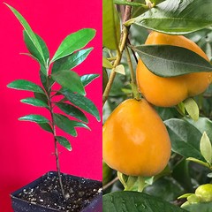 Eugenia Luschnathiana PITOMBA Potted PLANT Fruit Starter Pot Tree 4-6″