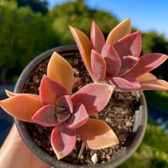 Rare Succulent Pink Graptoveria Dusty Easy Care Rooted Live Plant 3-Inch