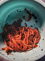 Composting Worms / Red Wigglers / Worms are Natures Good Guys / Free Shipping