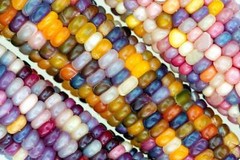30 GLASS GEM CORN Mixed Colors Ornamental Edible Zea Mays Heirloom Veggie Seeds
