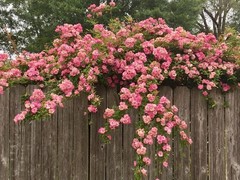 Peggy Martin Climbing Rose – Live Plant – ( 1 QT )