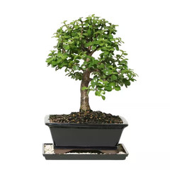Dwarf Jade Bonsai Tree Indoor Plant with Ceramic Bonsai Pot Container, 4-Years O
