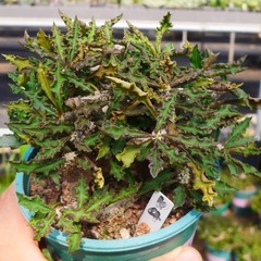 8CM Succulent Cactus Plant Euphorbia Cylindrifolia Cristata Cactaceae Beautiful
