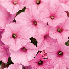 4-Pack, 4.25 In. Eco+Grande Supertunia Vista Bubblegum (Petunia) Live Plant, Pin