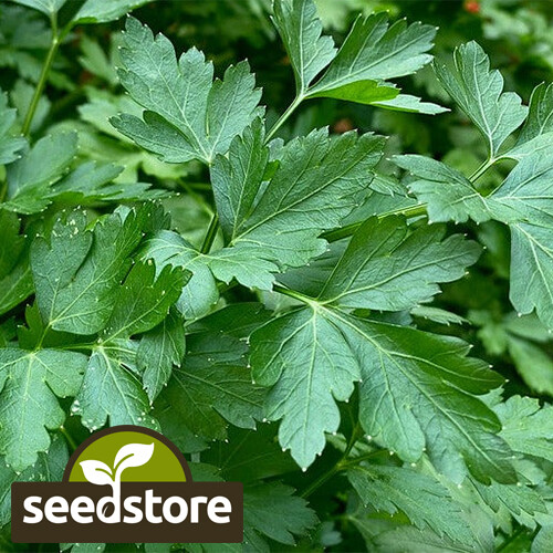 Italian Dark Green Parsley Seeds | Heirloom – Non-GMO | Free Shipping | 1135