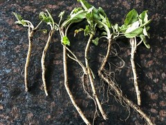 HORSERADISH CROWNS (Common), ORGANIC: 50 ea. for planting. PLANT ANYTIME.