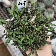 8CM Succulent Cactus Plant Euphorbia Cylindrifolia Cristata Cactaceae Beautiful