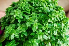 400 SWEET BASIL SEEDS | SALE FREE SHIPPING NON GMO