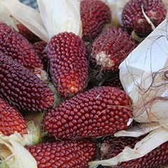 Strawberry Popcorn Corn Seeds | 30 – 3,000 Seeds | Non-GMO | Free Shipping 1113