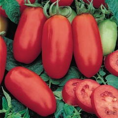 San Marzano Tomato Seeds (Indeterminate) | Heirloom / Non-GMO | Seed Store 1023